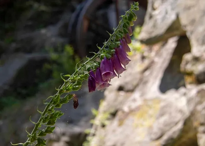 Gipfelglueck Mit Balkon Appartamento *
